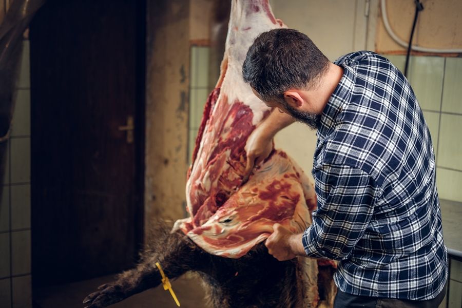 How to skin a wild boar in the field